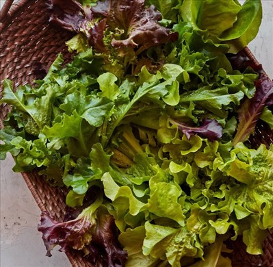 0120_20260111_1228_Heatwave Blend Lettuce Seeds.jpg